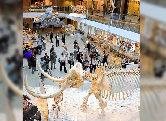 Un esqueleto del mastodonte de Valley en el Museo de Historia Natural de Los Ángeles, Estados Unidos.