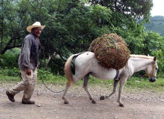La belleza natural del municipio Níspero