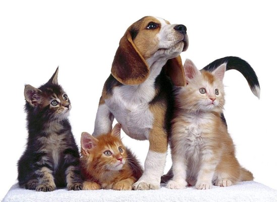 El cáncer también alcanza a nuestras mascotas