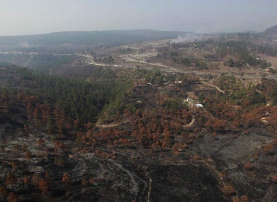 Devastado bosque capitalino