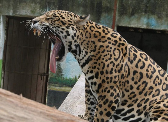 Zoológico desmiente uso de perros para alimentar jaguar