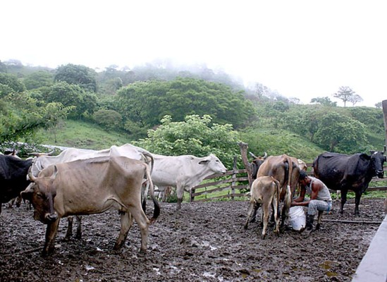 Salud investiga diez casos de rabia bovina