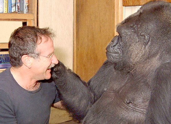 VIDEO: Gorila triste por muerte de Robin Williams