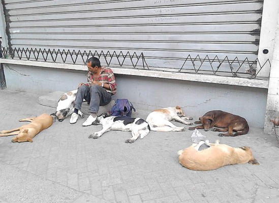 El encantador de perros hondureño