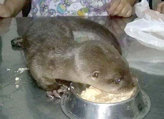 Una nutria, el nuevo inquilito del Rossy Walther