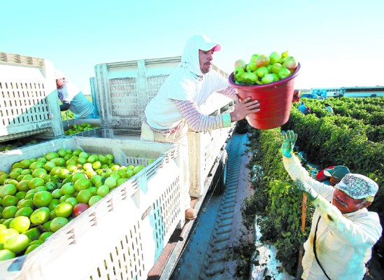 Agricultores hispanos pugnan por mejoras laborales