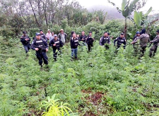 Hallan cultivo de marihuana en el occidente de Honduras