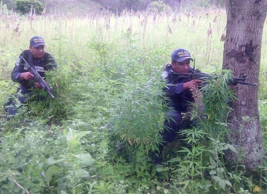 Decomisan más de mil plantas de marihuana