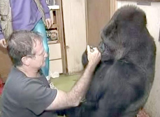VIDEO: Gorila triste por muerte de Robin Williams