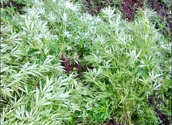 Hallan cultivo de marihuana en el occidente de Honduras