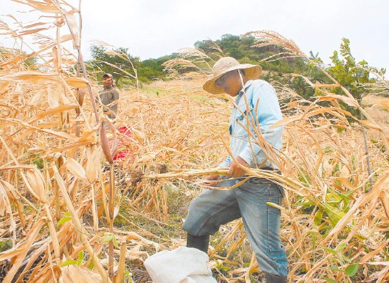 Vienen israelíes a asesorar al gobierno