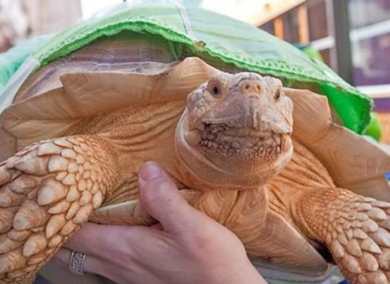 Wasabi, la tortuga que mejora el autoestima