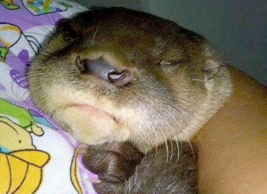 Una nutria, el nuevo inquilito del Rossy Walther