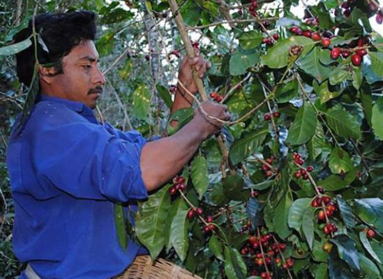 Casi 20% de la población depende del café en Honduras