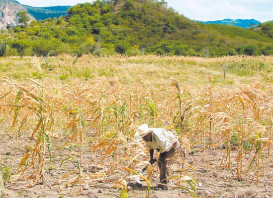 Pronostican que El Niño se extendería hasta 2016