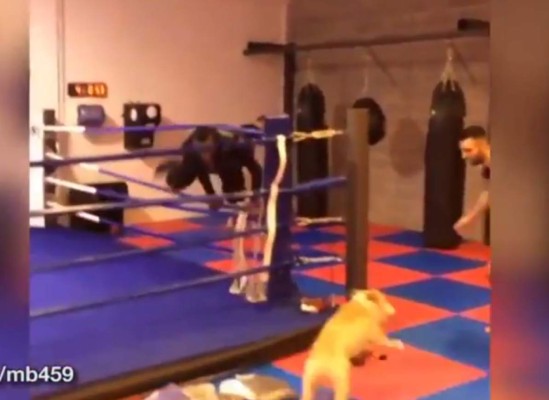 Balotelli huye aterrorizado de un perro