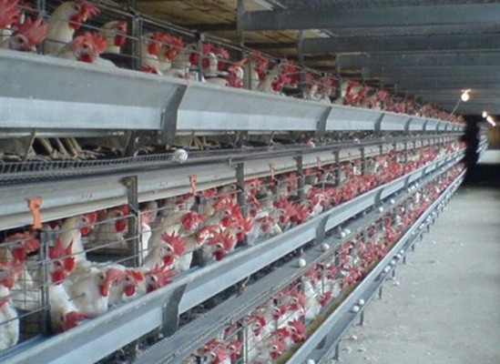 Aumenta consumo de carne de pollo y huevos