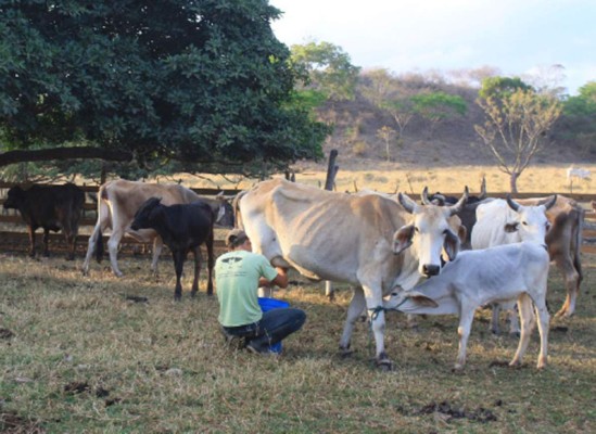 Aumentar hato ganadero pasa por la asistencia técnica y financiera