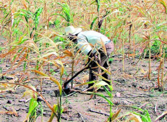 Perdido un millón de quintales de maíz