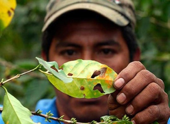 $30 millones para combatir roya de café en Nicaragua