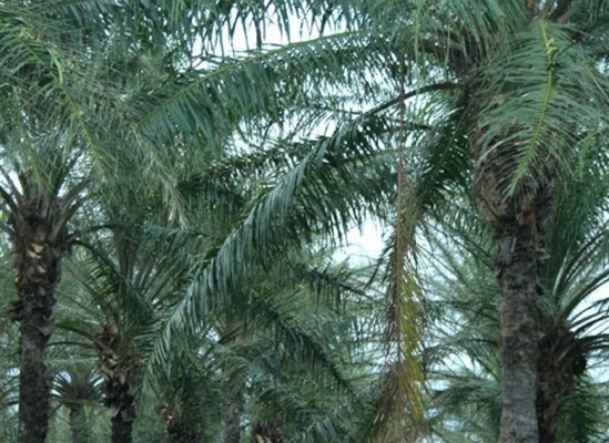 Cierran en Guatemala empresa de palma africana por contaminación