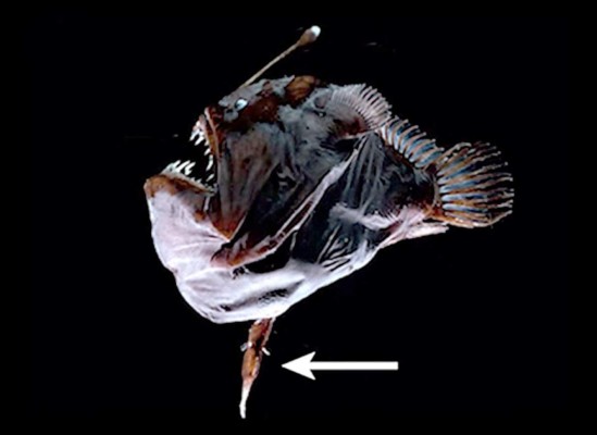 Graban por primera vez al temible pez 'diablo negro del mar'