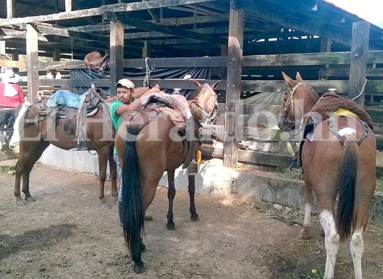 Más de 300 cabezas de ganado había en hacienda de familia Matta