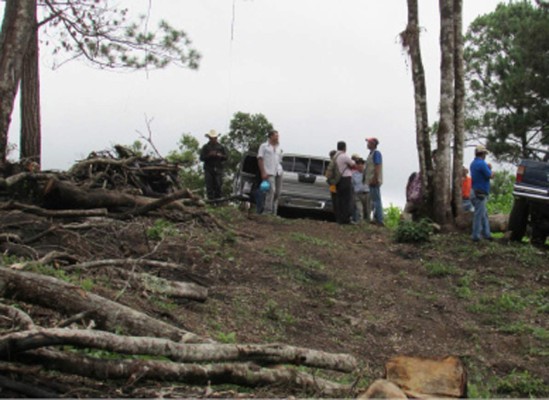 Controlan tala de bosque dañado