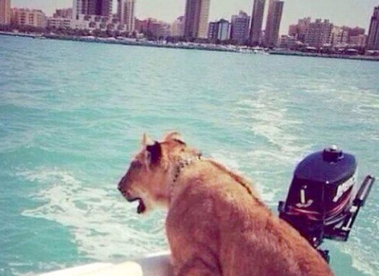 Las excéntricas costumbres de los millonarios de Dubai