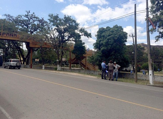 Abejas africanas atacan a estudiantes en Danlí