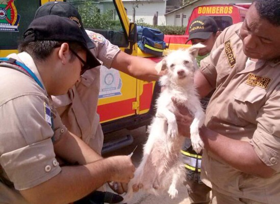 Abejas africanizadas atacan a habitantes y mascotas de vivienda