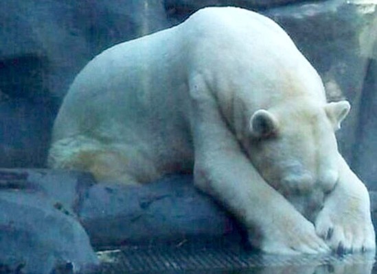 Piden liberación del 'animal más triste del mundo'