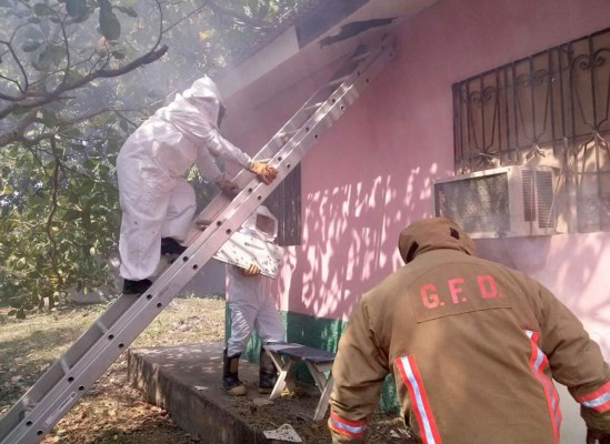 Abejas africanizadas atacan a habitantes y mascotas de vivienda