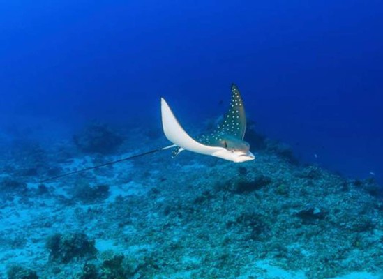 Mueren 54 mantarrayas en zoológico de suburbio de Chicago