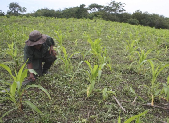 Autorizan importar maíz y arroz