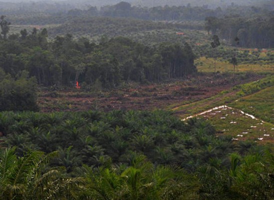 Gobierno panameño alarmado por deforestación de selva