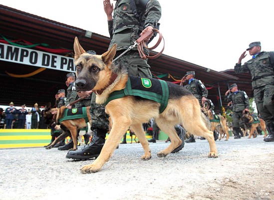 Presentan primer batallón canino de Honduras