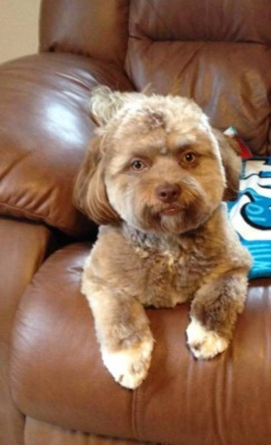 Yogi, el perro con cara de hombre que arrasa en redes sociales  