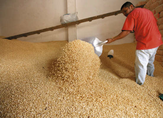 Bajos precios afectan producción de maíz
