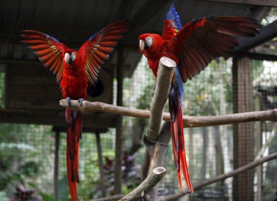 Encuentro ancestral con Los Mayas