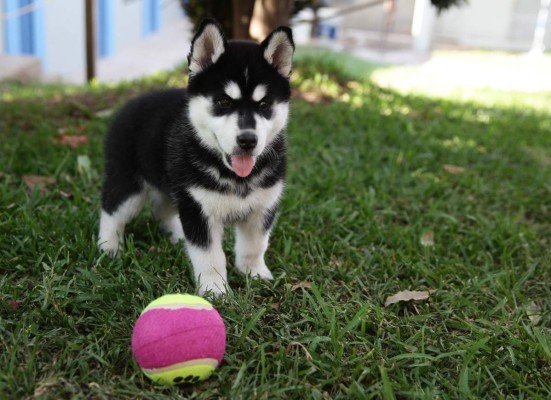 Los juegos que hacen feliz a su mascota