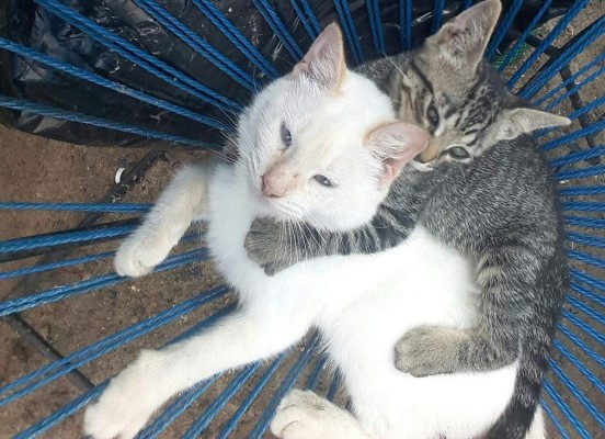 En el Día Internacional del Gato lectores de Diario EL HERALDO nos comparten imágenes de sus felinos