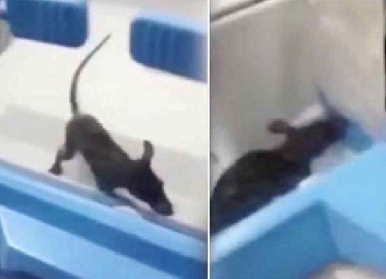 Rata se cuela en incubadora