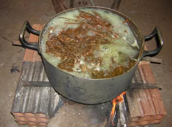 La ayahuasca, un té medicinal y alucinógeno que provoca un viaje “infernal”