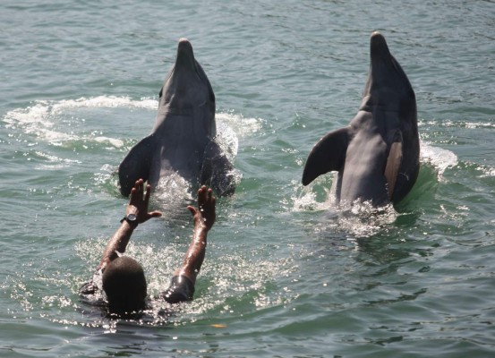 Delfines, una saludable compañía