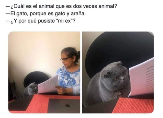 Divertidos memes del gato regañado que invaden las redes