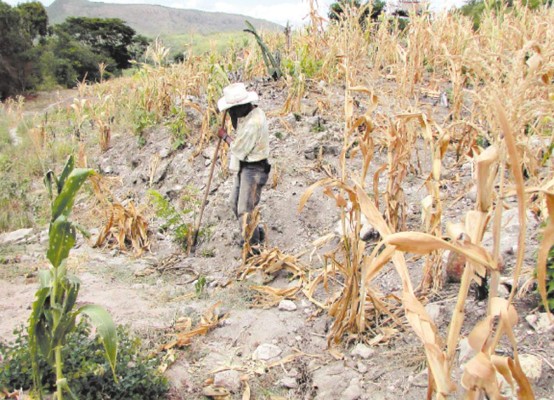 Deficitaria producción de granos básicos en Honduras por sequía