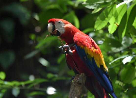 EEUU añade dos guacamayas a su lista de especies en peligro