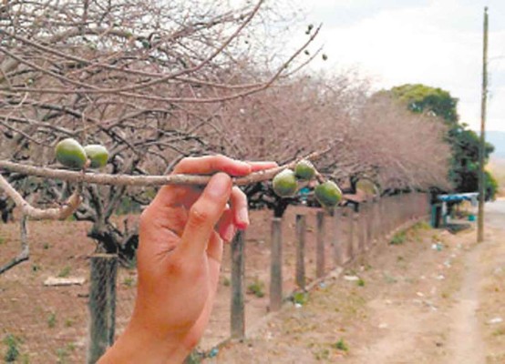 No habrá jocotes en Semana Santa