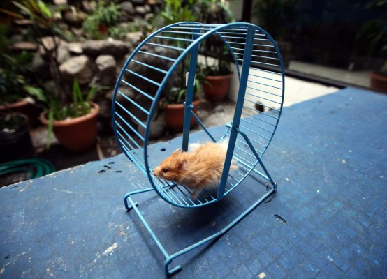 Hámster, mascota pequeña y amigable